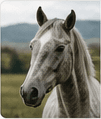 Horse profile preview
